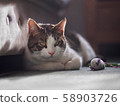 Cat with Toy Mouse 58903726