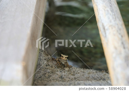 A frog in the shrine of the shrine 58904028