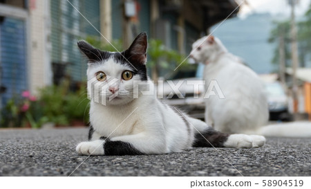 cat play in the outside at street 58904519