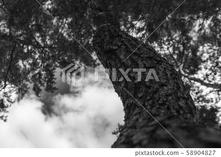 Pine and sky Pine and sky 58904827