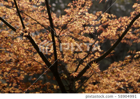 Tottori Four Seasons Walk Spring Awazu Valley Tottori Four Seasons Walk Spring Awazu Valley 58904991