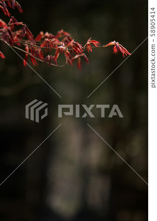 Tottori Four Seasons Walk Spring Awazu Valley 58905414