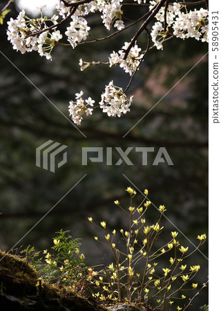 Tottori Four Seasons Walk Spring Awazu Valley 58905431