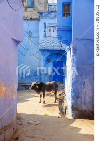 Cows on the street in old town of Bundi. India Cows on the street in old town of Bundi. India 58905512