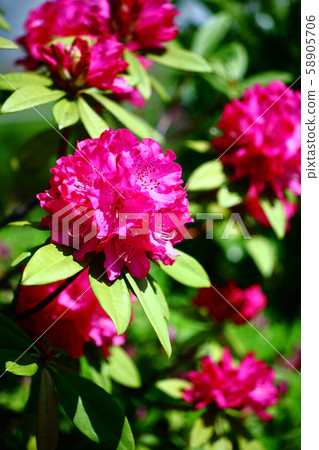 Rhododendron flower Rhododendron flower 58905706