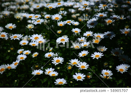 White Marguerite Flower White Marguerite Flower 58905707
