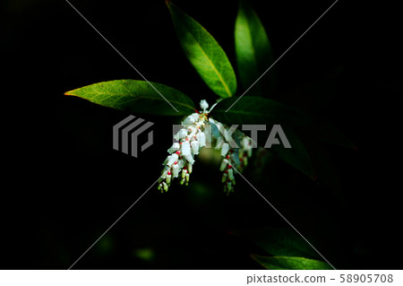 Leucate Axylas花 Leucate Axylas花 58905708