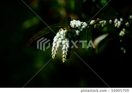 Leucate Axylas flower 58905709