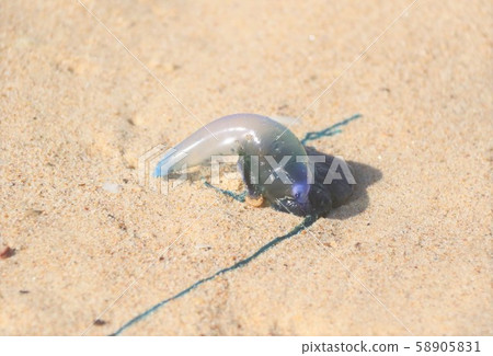 Beach mess! Blue bottle 58905831