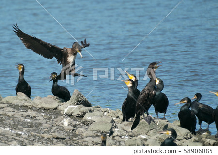 Cormorant 58906085