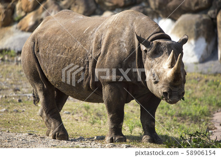 Rhino_Black Rhino 58906154