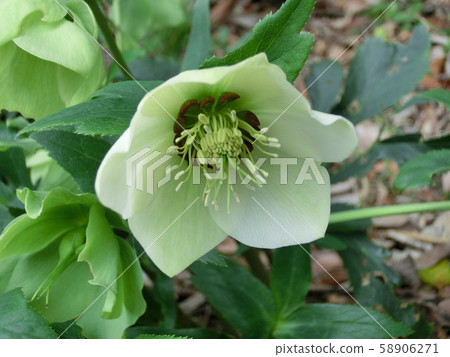 Christmas rose Christmas rose 58906271