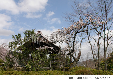 Tottori walk in the four season spring Tokoji Tottori walk in the four season spring Tokoji 58906527