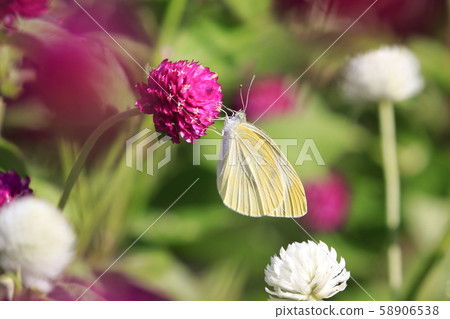 Pear flower and white butterfly Pear flower and white butterfly 58906538