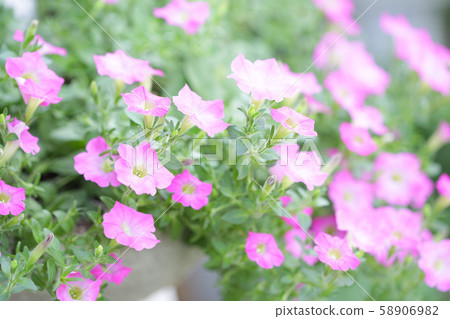 Pink petunia flower at outdoor Pink petunia flower at outdoor 58906982