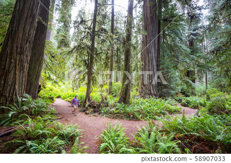 Sequoia 58907033