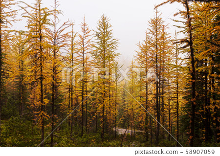 Larch 58907059