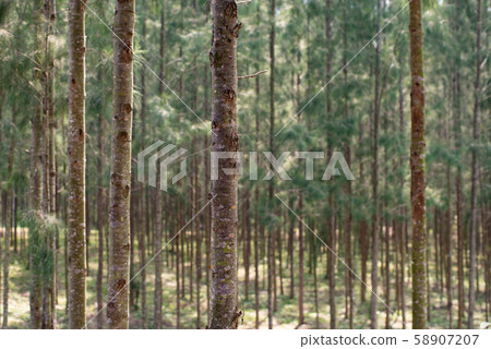looking through the little pine tree forest looking through the little pine tree forest 58907207