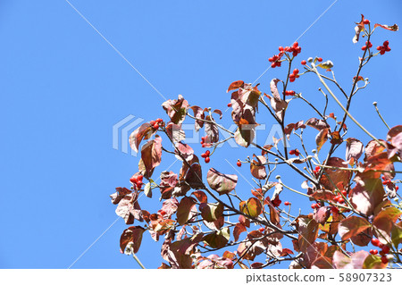 Dogwood fruit Dogwood fruit 58907323