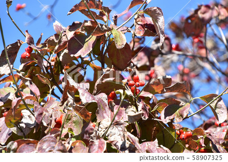 Dogwood fruit Dogwood fruit 58907325