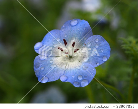 雨後的 Nemophila 花（帶水滴的青金石花瓣特寫） 58907855
