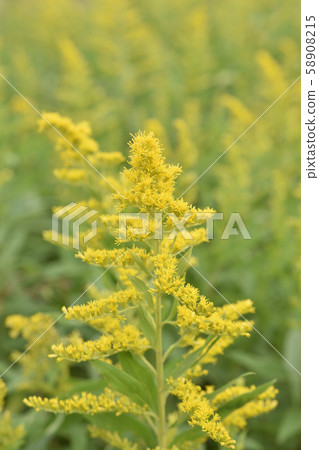 黃花 黃花 58908215