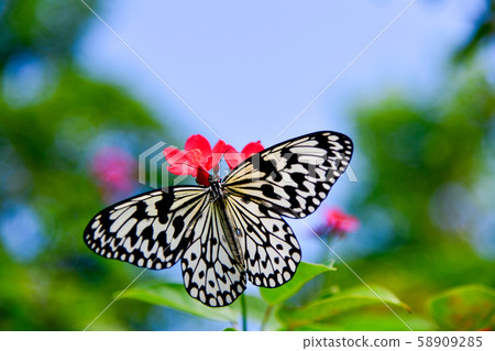 蝴蝶 蝴蝶 58909285