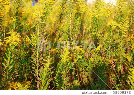 Tall froth Tall froth 58909378