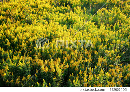 Tall froth Tall froth 58909403