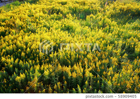 Tall froth Tall froth 58909405