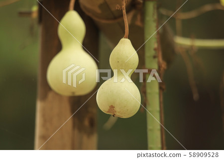 Gourd Gourd 58909528