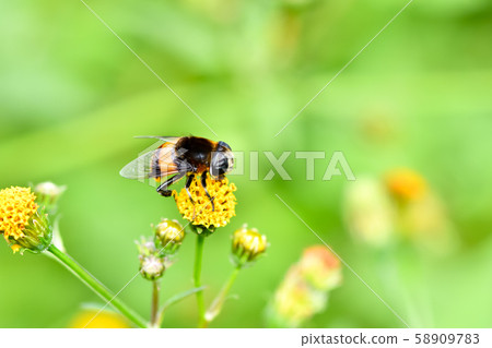 奧哈納布 58909783