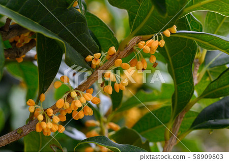 Kinmokase Ibomi 02 58909803