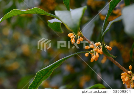 Kinmokase岩見01 58909804