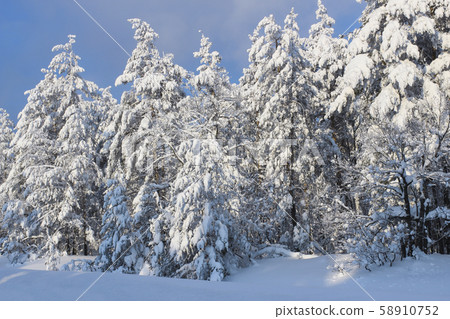 Snowy winter forest Snowy winter forest 58910752