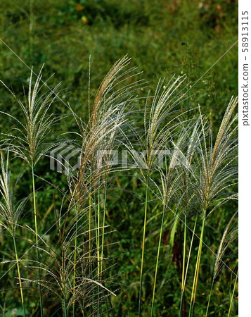 Japanese pampas grass Japanese pampas grass 58913115