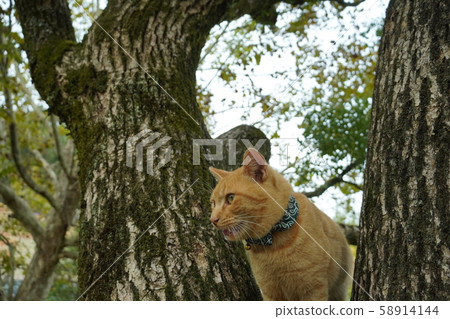 Cats, stray cats, tea tigers, males, char boys, October, walks, campgrounds, run, fly, float, fly, sign cats, way to live Cats, stray cats, tea tigers, males, char boys, October, walks, campgrounds, run, fly, float, fly, sign cats, way to live 58914144