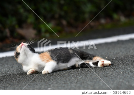 Cat, stray cat, calico, kitten, October, walking 58914693