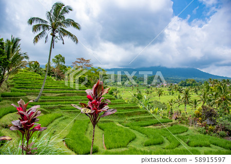 Rice terrace of Jati Louis, Bali, Indonesia Rice terrace of Jati Louis, Bali, Indonesia 58915597