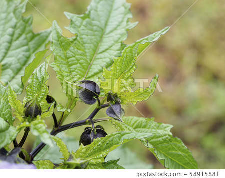Black physalis 1 Black physalis 1 58915881