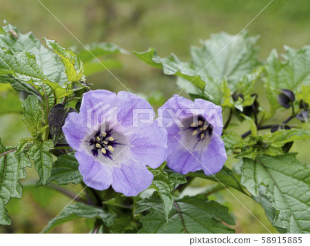 略低於下方的兩朵黑酸漿花 58915885