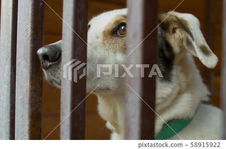 Sad face of a clever dog in a cage Sad face of a clever dog in a cage 58915922