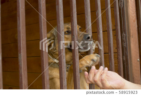A dog lying in an aviary in the dog shelter A dog lying in an aviary in the dog shelter 58915923