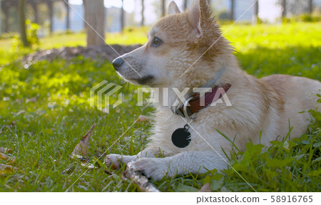 Face of a corgi dog nibbles a stick Face of a corgi dog nibbles a stick 58916765