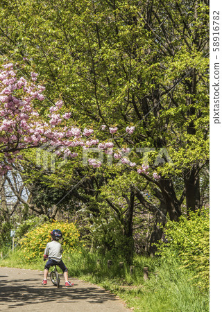 Back view of a double cherry blossom blooming in the park in spring and a child riding a bicycle Back view of a double cherry blossom blooming in the park in spring and a child riding a bicycle 58916782