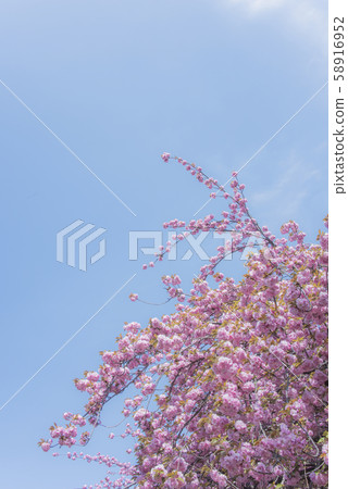 八重櫻在湛藍的天空 58916952