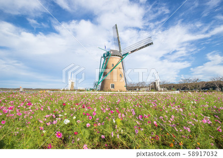 [Sakura City, Chiba Prefecture] Sakura Furusato Plaza (Cosmos) 58917032