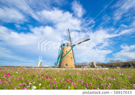 [Sakura City, Chiba Prefecture] Sakura Furusato Plaza (Cosmos) 58917033