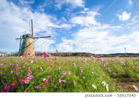 [Sakura City, Chiba Prefecture] Sakura Furusato Plaza (Cosmos) 58917040