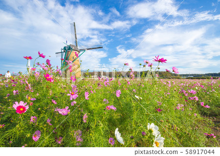 [Sakura City, Chiba Prefecture] Sakura Furusato Plaza (Cosmos) 58917044